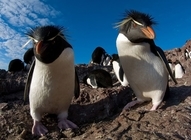 Thumb rockhopper penguins